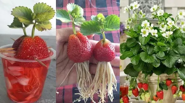 فیلم/ با این روش ساده و سریع مثل آب خوردن درخانه توت فرنگی بکارید و برداشت کنید 