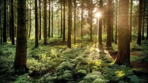 چگونه درخت‌ ها با هم صحبت می‌ کنند؟ راز شگفت‌ انگیز طبیعت