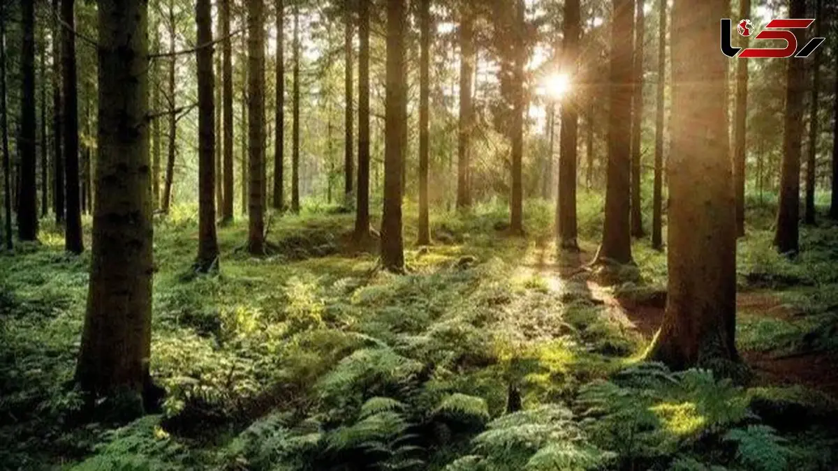 چگونه درخت‌ ها با هم صحبت می‌ کنند؟ راز شگفت‌ انگیز طبیعت