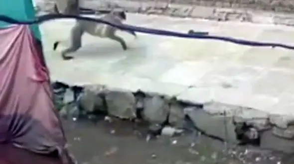 فیلم جنگ میمون ها با سگ ها ! / 250 سگ کشته شد / اتفاق شوک آور در هندوستان