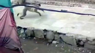 فیلم جنگ میمون ها با سگ ها ! / 250 سگ کشته شد / اتفاق شوک آور در هندوستان