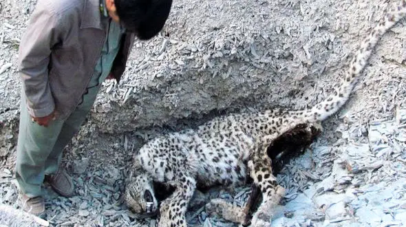 تکاندهندترین عکس از یک پلنگ ایرانی + جزییات