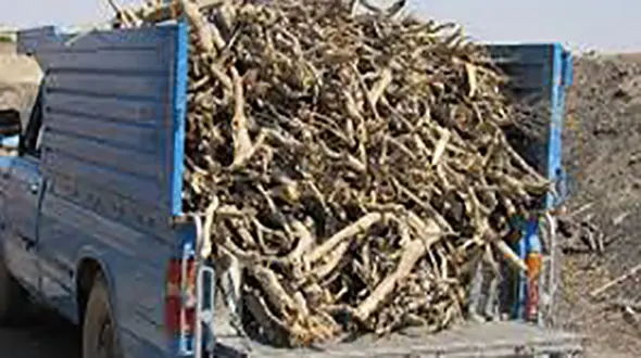 انهدام باند قاچاق چوب تاغ در آران و بیدگل/۳ نفر دستگیر شدند