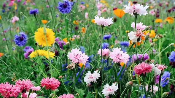 فال و طالع 14 اسفند ماه + فیلم