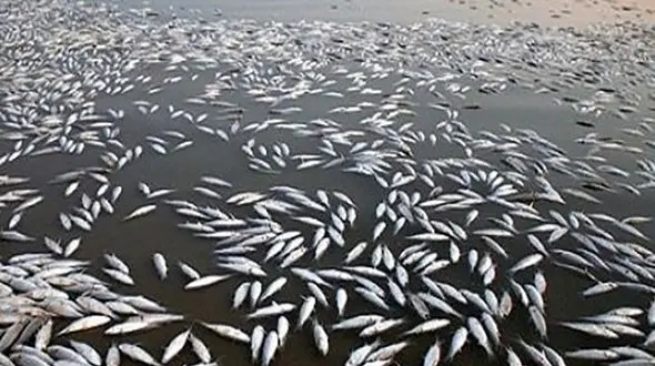 مرگ تکاندهنده ماهی ها در سد سردشت / مقصر کیست؟!