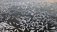 مرگ تکاندهنده ماهی ها در سد سردشت / مقصر کیست؟!