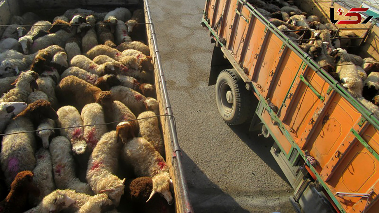 140 راس گوسفند قاچاق در"مهر" کشف شد