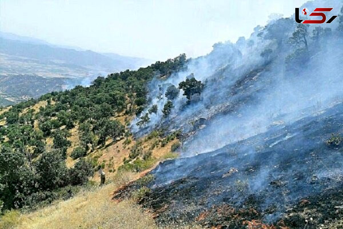 ۸۴ هکتار از جنگل‌های مریوان دچار حریق شد