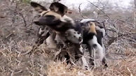 فیلم لحظه سلاخی کردن یک خرگوش توسط سگ‌های وحشی