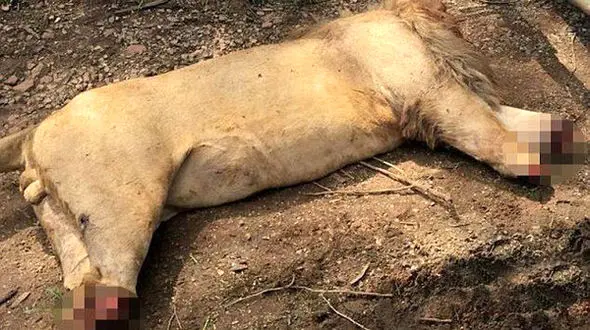 مُثله کردن وحشیانه شیر‌ نر +تصاویر