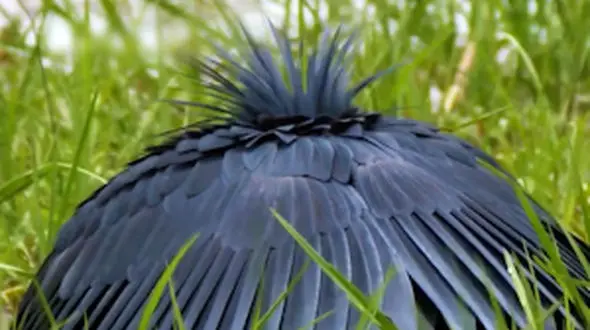 از استتار پرنده سیاه تا آرامش و رفاقت گربه و گوسفند