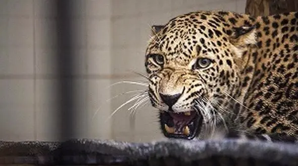 نوزاد پلنگ یک دست در پارک پردیسان متولد می شود