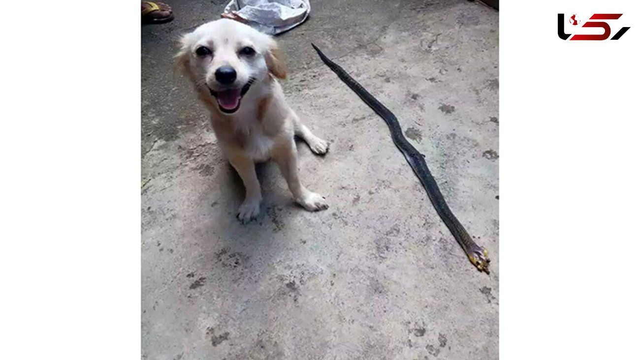 سگ باوفا قهرمان با مرگ خود جان صاحبش را نجات داد +عکس 