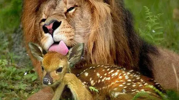 وقتی گوزن قلدر برای شیر، تره هم خُرد نمی‌کند! 