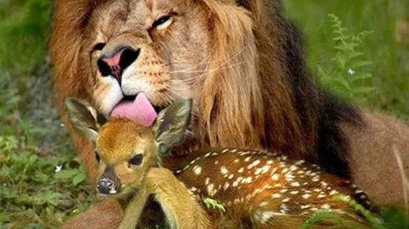 وقتی گوزن قلدر برای شیر، تره هم خُرد نمی‌کند! 