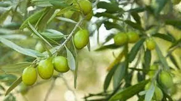واکنش معاون استاندار کرمانشاه به گزارش روز گذشته رکنا / مشکل باغات زیتون پیگیری می شود