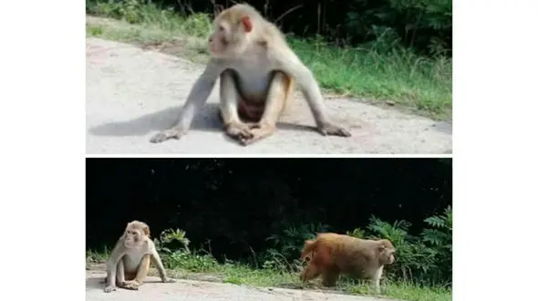 حمله میمون های وحشی به گیلان/ وحشت مردم منطقه سیاهکل 