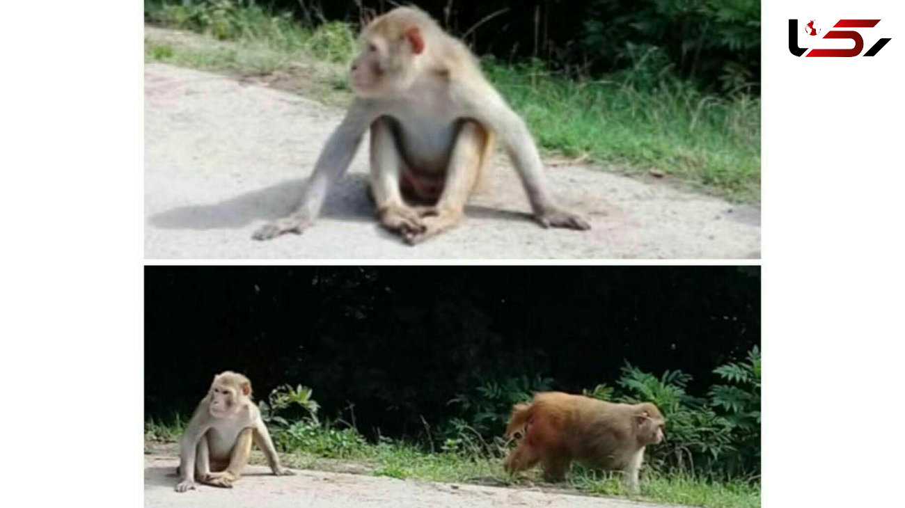 حمله میمون های وحشی به گیلان/ وحشت مردم منطقه سیاهکل 