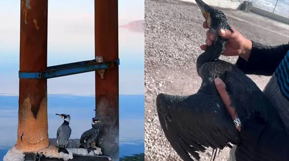 یک قطعه پرنده باکلان در دریاچه ارومیه درمان و رهاسازی شد