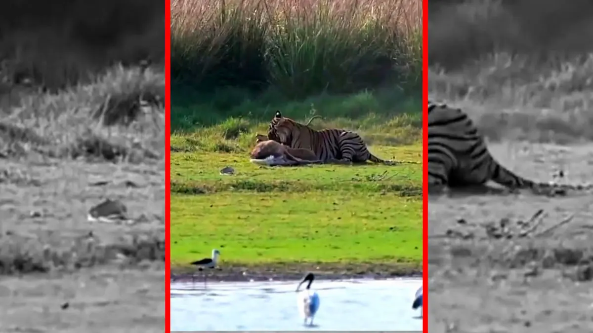 فیلم شکار دیدنی آهو نر توسط ببر قدرتمند