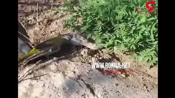 شکار پرنده پری‌شاهرخ توسط افعی +فیلم