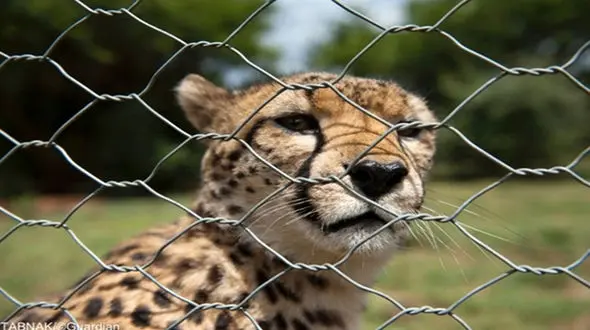 تلاش پلنگ ایرانی برای فرار از حصار / صحنه ای جالب در مازندران + فیلم 