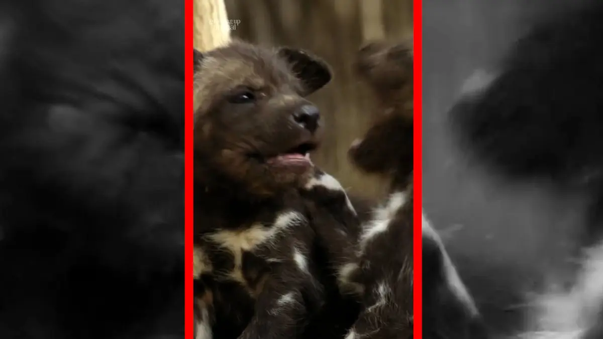 مسئولیت پذیری دسته ای سگ های وحشی آفریقایی