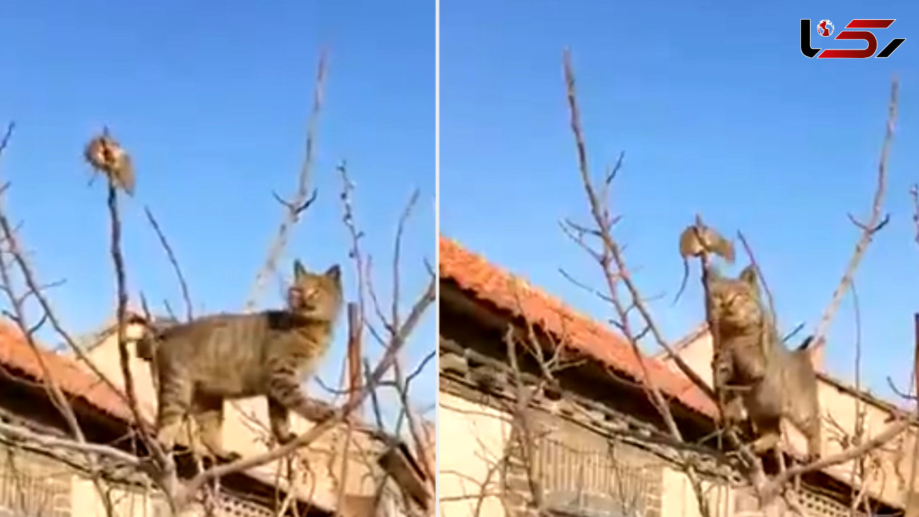 موش زیرک گربه وحشی را بالای درخت گیر انداخت + فیلم دیدنی 