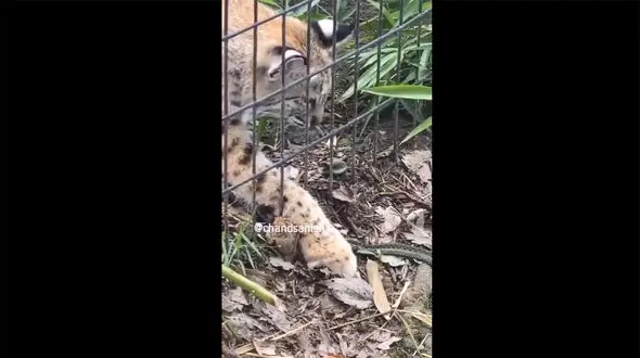 پلنگ مهربان بالا خواه قورباغه تنبل شد / از دهان مار بیرون کشید!