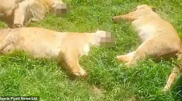 حمله وحشیانه به 16 شیر برای معجون جادوگری+عکس
