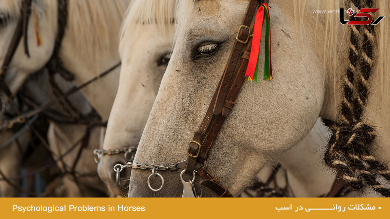 مشکلات‭ ‬روانی‭ ‬در‭ ‬اسب ها چیست؟