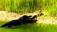 فیلم جدال مرگبار تمساح با مار پیتون عظیم الجثه / ببینید کدام شکار می شوند؟!
