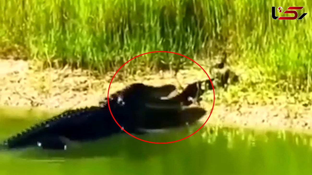 فیلم جدال مرگبار تمساح با مار پیتون عظیم الجثه / ببینید کدام شکار می شوند؟!