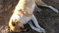 سگ کشی در صومعه سرا ! / سگ ها را در چاله ای دفن کردند!