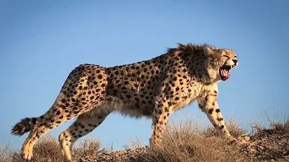 فیلم ثبت یک تجربه مثبت و انسانی با یوزپلنگ / پیام تازه برای حیات‌وحش