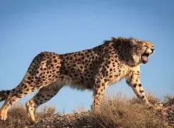 فیلم ثبت یک تجربه مثبت و انسانی با یوزپلنگ / پیام تازه برای حیات‌وحش