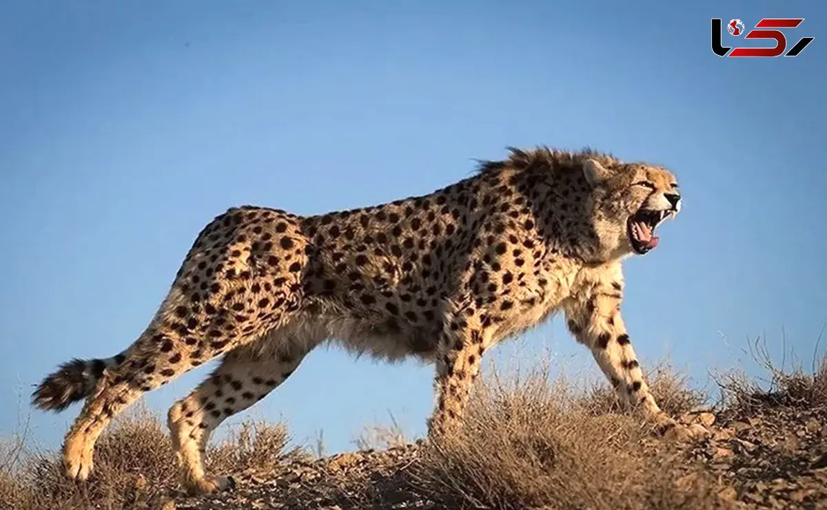 فیلم ثبت یک تجربه مثبت و انسانی با یوزپلنگ / پیام تازه برای حیات‌وحش