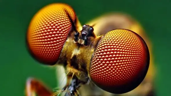 سیستم بینایی پیشرفته: راز چشمان حشرات که تکنولوژی را متحول کرد