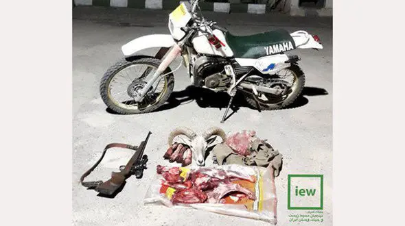 عاملین شکار قوچ وحشی در اردستان دستگیر شدند