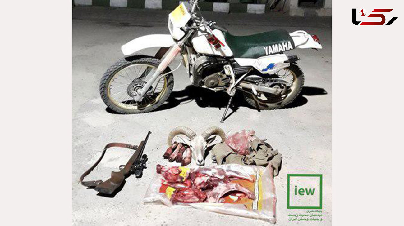 عاملین شکار قوچ وحشی در اردستان دستگیر شدند