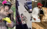 از دزد دست و پاچلفتی تا نصف شدن هواپیما در فرودگاه + 10 فیلم حادثه ای