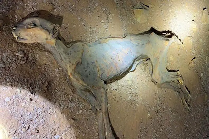 DNA-mummified cheetah3