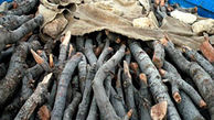 کشف ۳ تن چوب جنگلی قاچاق در میاندورود