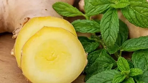 برای رفع حالت تهوع زنجبیل بهتر است یا نعناع؟