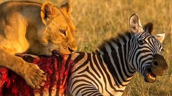 نمایش شگفت‌ انگیز طبیعت / از ترفند عنکبوت تا تعقیب نفس‌گیر شیر