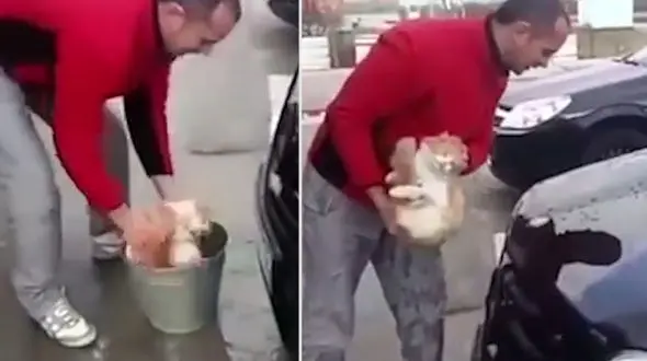 کارواش با گربه! / خشم طرفداران حقوق حیوانات از اقدام عجیب یک مرد + فیلم