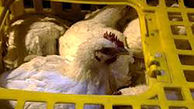 کشف بیش از هزار قطعه مرغ زنده قاچاق در تویسرکان
