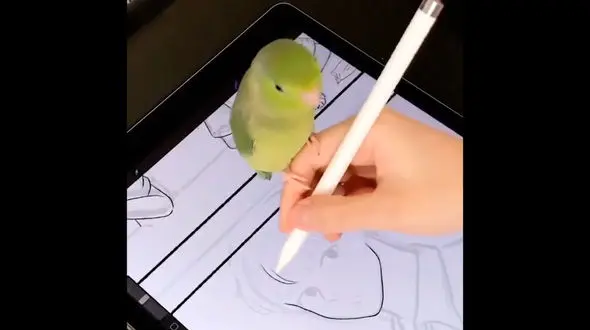 نقاشی با طوطی روی دست + فیلم 