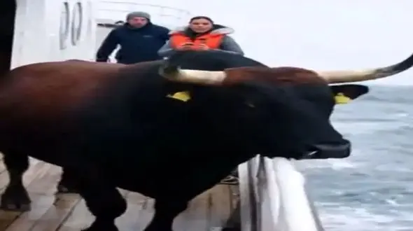 فیلم/ گاو دریا دید ذوق کرد ولی کاش اینجوری نمی شد / این ویدیو هوش مصنوعی وایرال شد