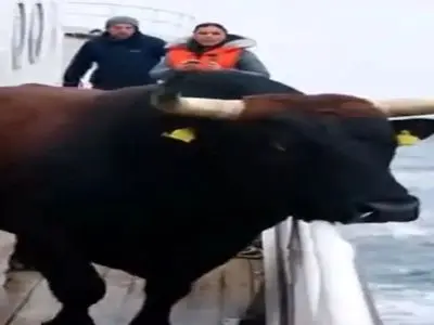 فیلم/ گاو دریا دید ذوق کرد ولی کاش اینجوری نمی شد / این ویدیو هوش مصنوعی وایرال شد